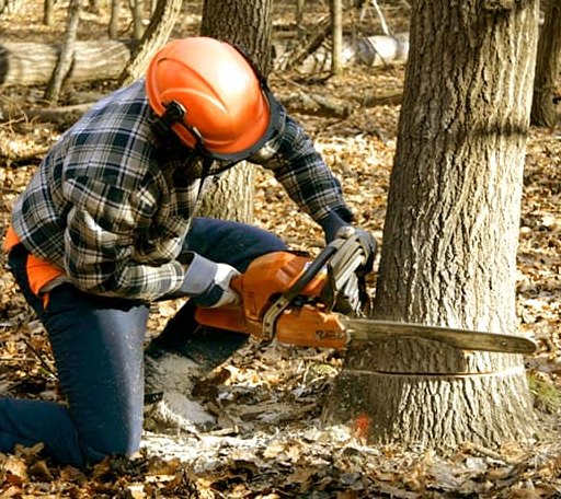 Tree Removal in Stillwater, ME